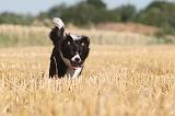 BORDER COLLIE 135